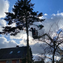 Træfældning i Herning