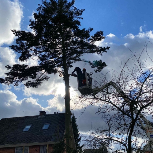 Træfældning i Herning