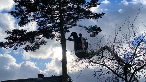 Træfældning i Herning
